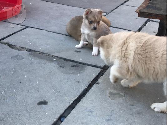 -F1b pomskies προς πώληση