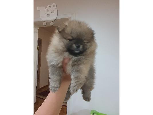 Αρκουδάκι pomeranian κουτάβια