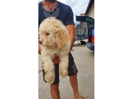 Lagotto Romagnolo κουτάβια