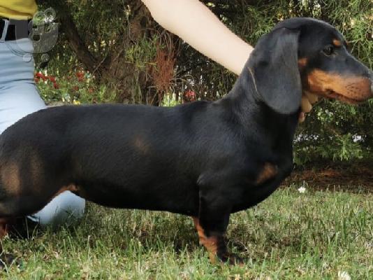 Dachshund προς πώληση