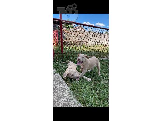 Pitbull κουτάβια προς πώληση
