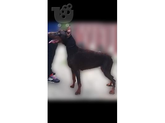 Ντόμπερμαν κουτάβια προς πώληση