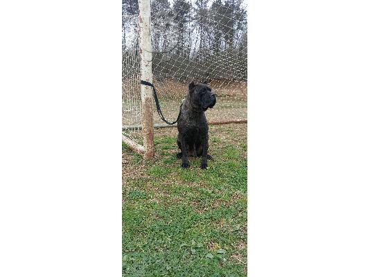 PoulaTo: Cane Corso θηλυκός