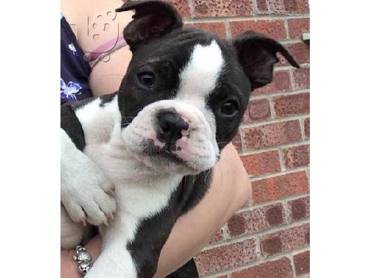 PoulaTo: Super Αξιολάτρευτο Boston Terrier Κουτάβια