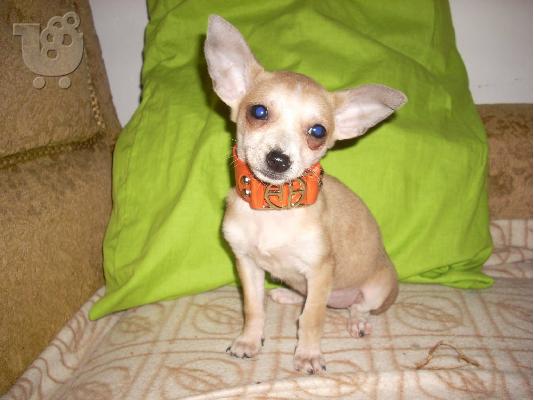 PoulaTo: τσιχουαουα μινι