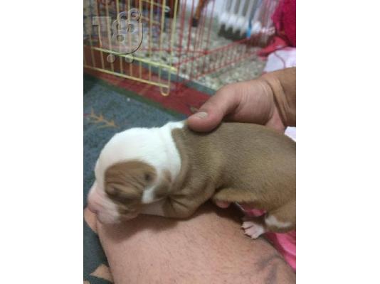 pwlountai pitbull red noce
