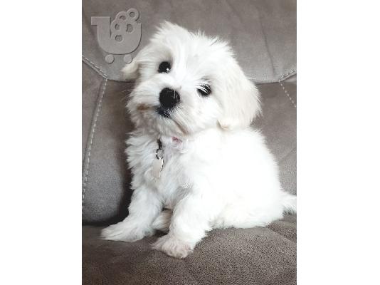 PoulaTo: Dogs dhe këlyshë maltezë për shitje