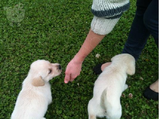 Kουταβάκι ΛΑΜΠΡΑΝΤΟΡ