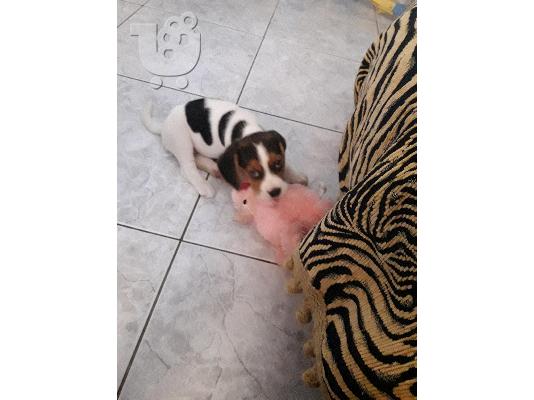 PoulaTo: BEAGLE