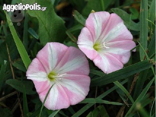 Convolvulus Tricolor - 50 Σποροι Τριχρωμο