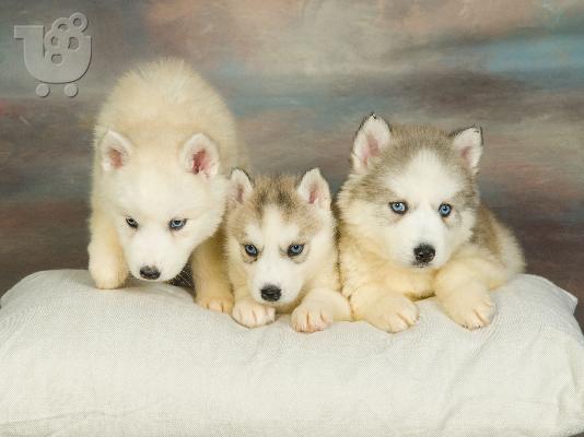 husky-ΔΩΡΟ ΓΙΑ ΠΡΩΤΟΧΡΟΝΙΑ