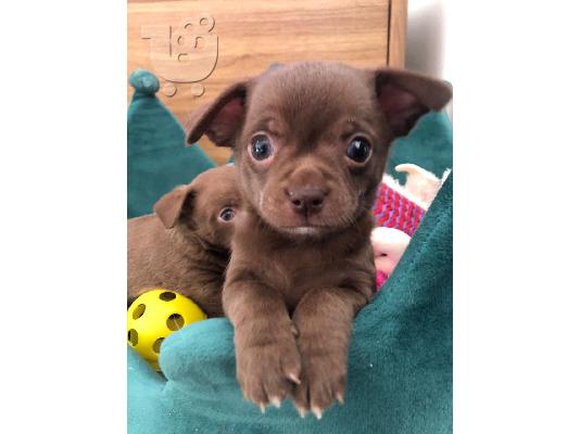 Ο Μιλ είχε τα πιο εκπληκτικά chihuahuas της φυλής κουτάβια...