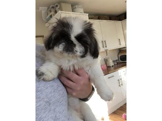 Kc εγγεγραμμένο pekingese