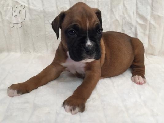 PoulaTo: Boxer Puppies Ready Now