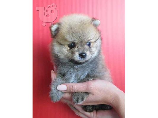Πουλήστε Pomeranian