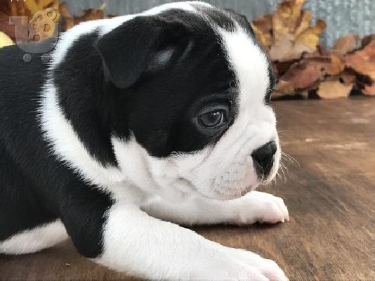 PoulaTo: πανέμορφο boston terrier κουτάβι