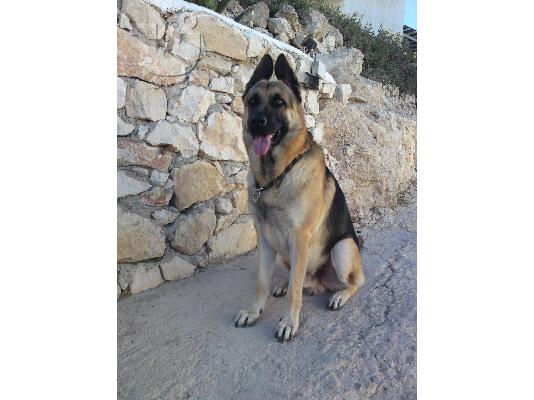 γερμανικος ποιμενικος