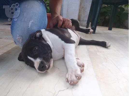 American pit pull terrier