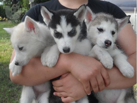 Κουταβια καθαροαιμα Siberian Husky