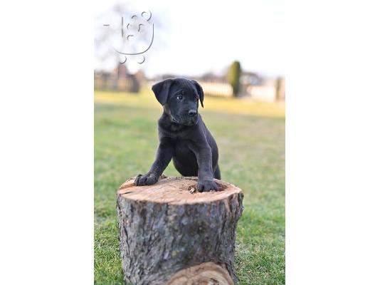 Cane Corso κουτάβια