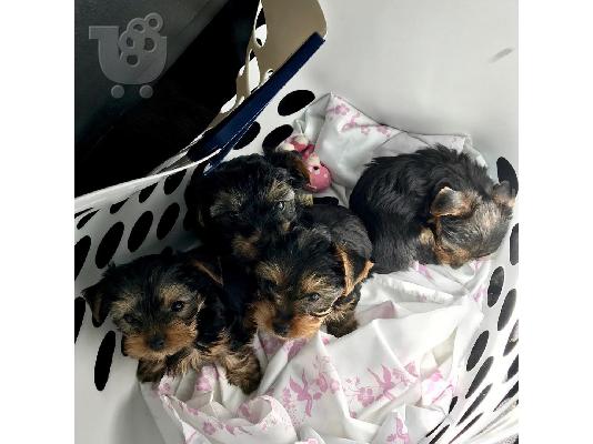 κουτάβια Yorkie