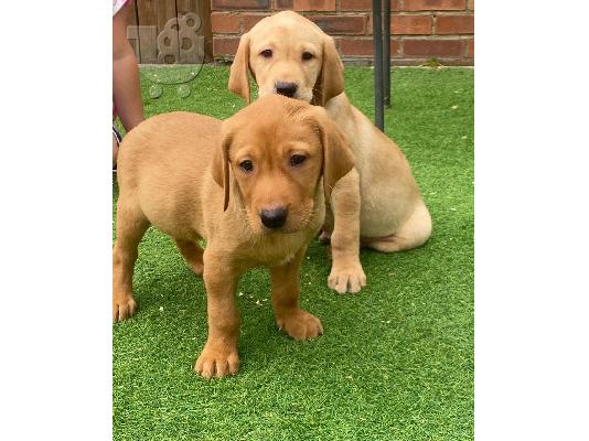 PoulaTo: Εδώ έχουμε 5 όμορφα κουτάβια Labrador retriever. Αυτά τα
