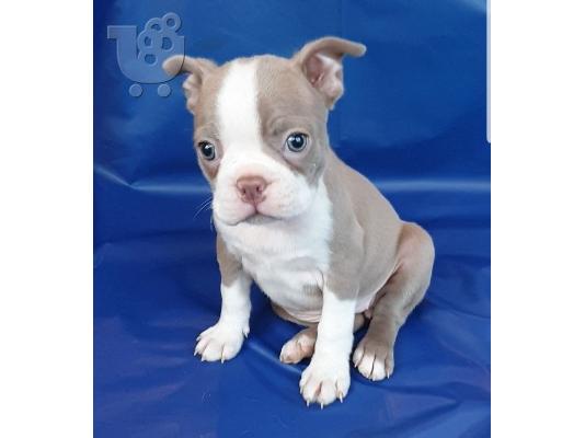 Awesome Boston Terrier κουτάβια προς πώληση
