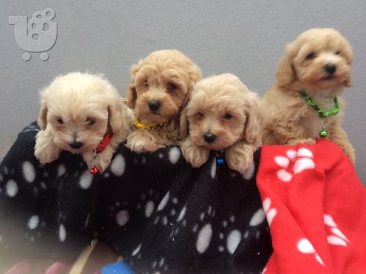 Maltipoo Pups έτοιμα τώρα