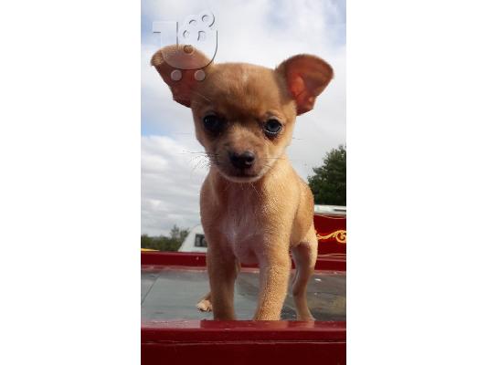 PoulaTo: Chihuahua për shitje.