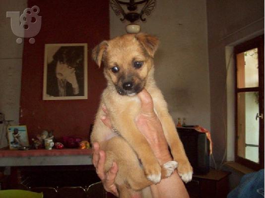 Κουταβακι χαριζεται