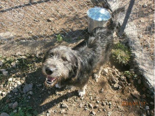 PoulaTo: Γκριφονακος χαριζεται