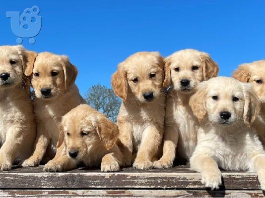 Πωλείται κουτάβι Golden Retriever