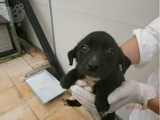 Κουταβακια χαριζονται