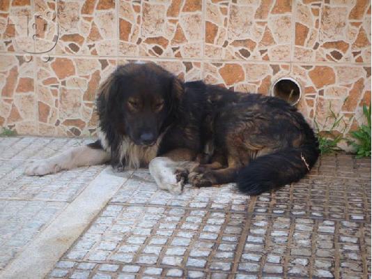 Ομορφος τσοπανος