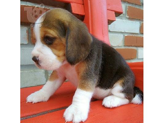 PoulaTo: Πωλούνται όμορφα κουτάβια Beagle