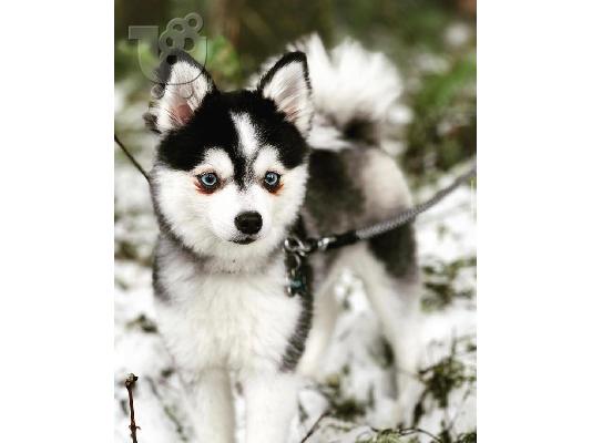 κουτάβια pomsky