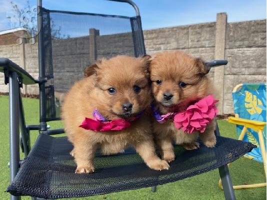 PoulaTo: Purebreed Pomeranian