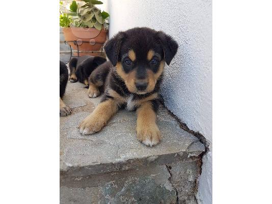 PoulaTo: Rottweiler με τσοπανοσκυλο κουταβακια χαριζονται