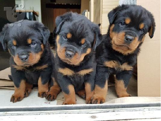 PoulaTo: Όμορφα κουτάβια Chunky Rottweiler