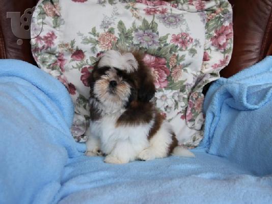 PoulaTo: Shih Tzu κουτάβι