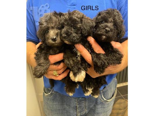 PoulaTo: Κουτάβια Schnoodle