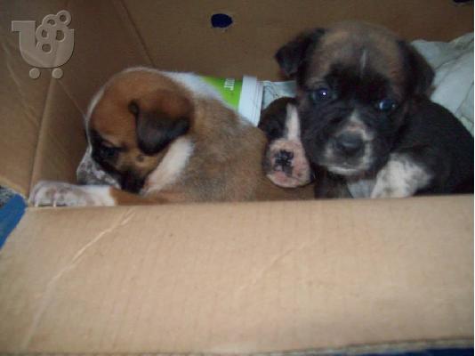 Κουταβακια 40 ημερων χαριζονται