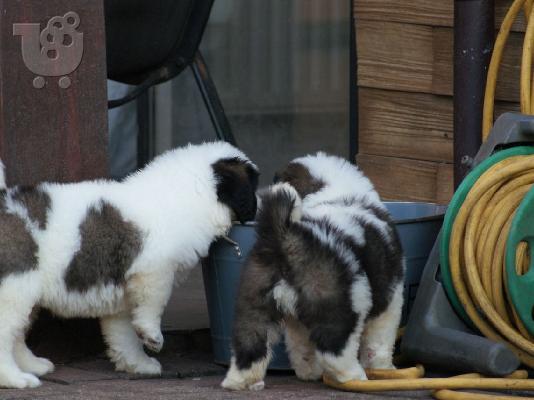 Διαθέσιμα κουτάβια Saint Bernard