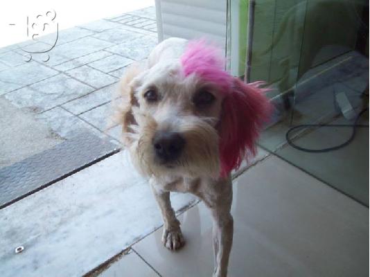 Η Σταρ χαριζεται