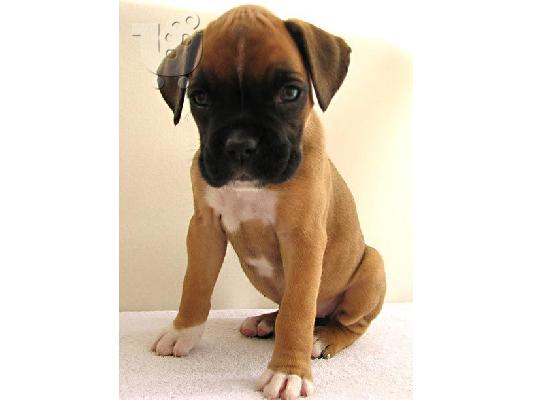 PoulaTo: κορυφαίο ετοιμοπαράδοτο boxer