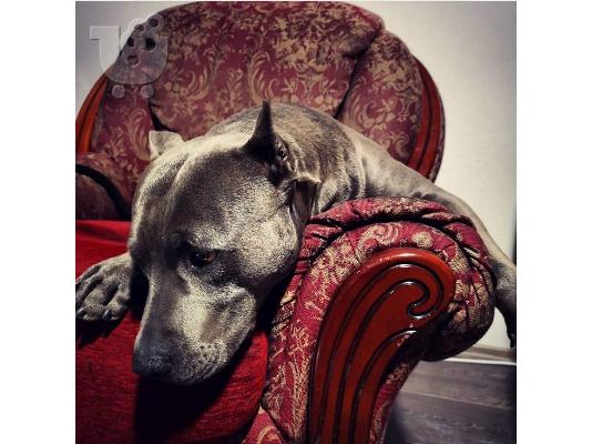 Κουτάβια American Pit Bull Terrier
