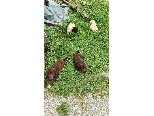 Lagotto Romagnolo κουτάβια