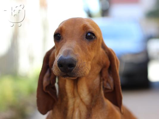 Dachshund