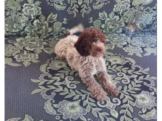 Lagotto Romagnolo κουτάβια