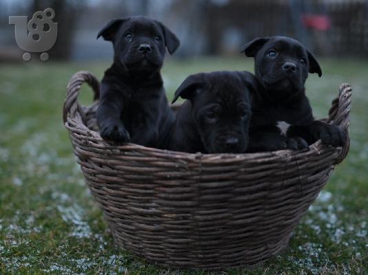 PoulaTo: Cane Corso κουτάβια